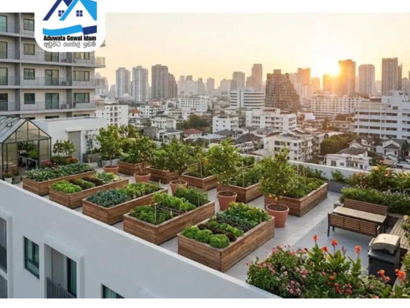 home roof top gardening in limited space in Sri Lanka AduwataGewalIdam.lk
