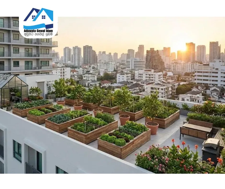 home roof top gardening in limited space in Sri Lanka AduwataGewalIdam.lk